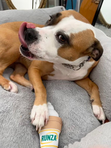 Ice Cream Dog Toy